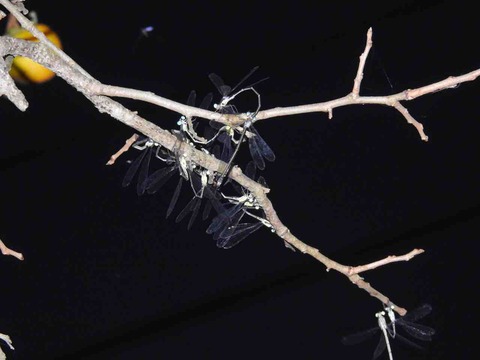 5CB74FD5-F4A2-4B64-AB8A-7C02C1E18082