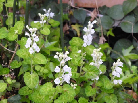 4F02245D-48B8-42AD-B1C3-78772E3A815D