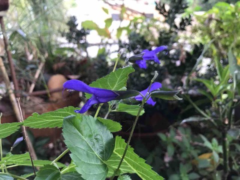 4891B8CA-4782-4A99-A853-BE3BEF188BA0