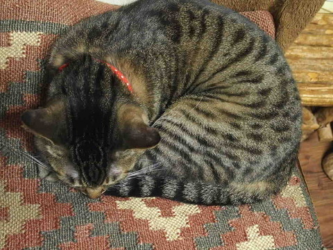 29FB3C77-C85B-46FB-ABBB-1867E9E43AAC