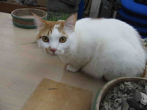 A461A4D9-0E7C-4200-9CE4-3CC13CE750D4