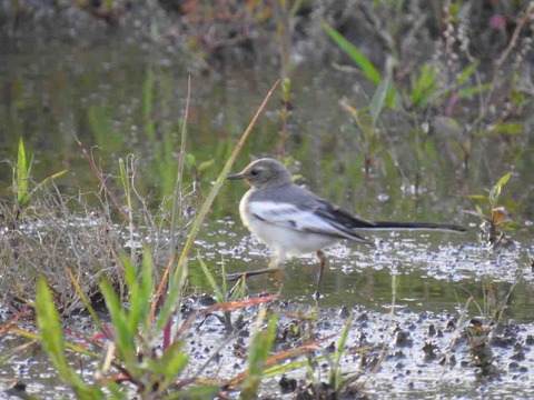 04BF4293-BAAE-43DF-8B07-3542A3FD44E8