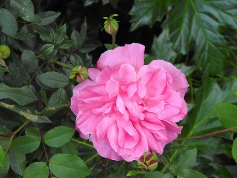 730B9B7E-A07C-47E1-BF10-BED6BBB5186F