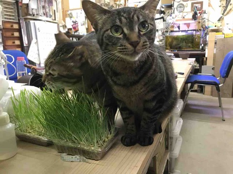 0081E728-5F78-4054-9778-08F9FD461BA0