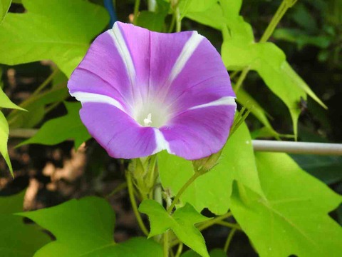 2CA79E49-504F-4C68-AC7E-7315CC49C303