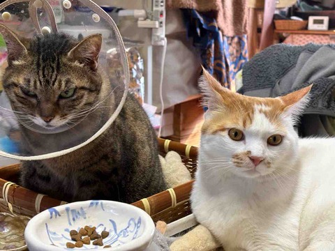 08303039-C4F3-49BE-93AB-81D35FD0B2C3