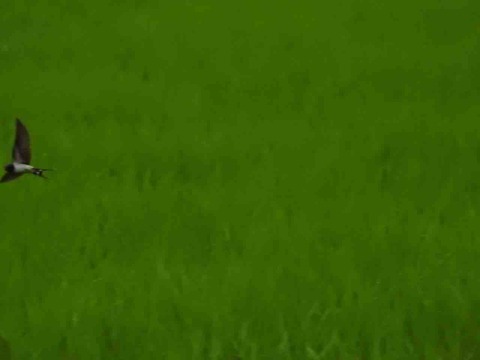 9D529A0C-3CAD-4EB5-AAF7-2134A19A0E15