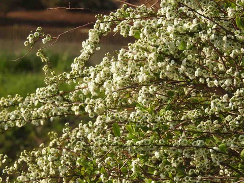 492C1D07-6D86-415E-ABE2-B3ED842A1014