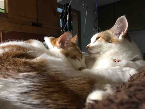 62E70BD3-E829-4953-A9E6-42A1C2C23317