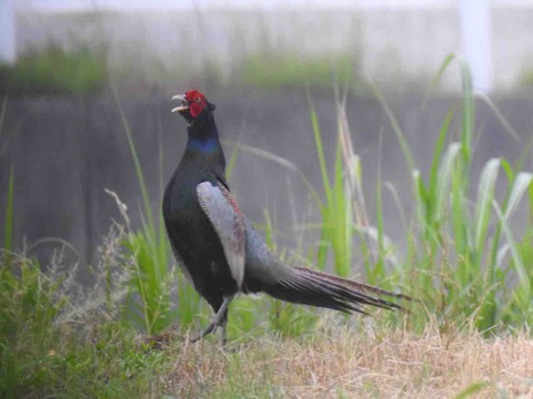 9B32A808-0079-4143-A164-3467D970C2A3