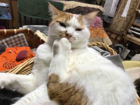 727E178A-EB35-471A-97E4-F8AAE29EDDB0