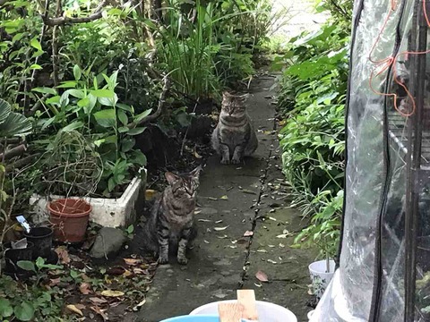 4A81E539-2695-468A-B60F-3C4637AE4E51