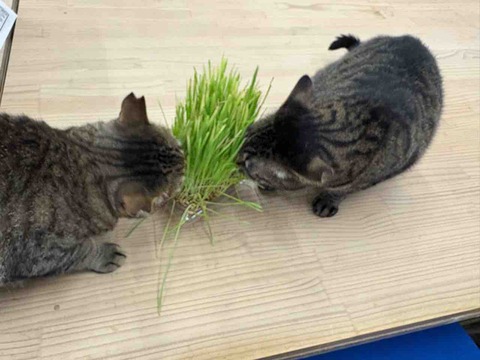 AE85190A-8A9F-4D47-BA84-B9FE954406EA