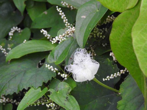 DB0E89F8-272A-4D64-BCAF-20C8C0BBEEEF