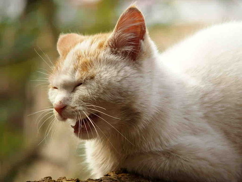 9338A086-CC61-4054-8477-DB71575FF7B4