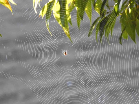 B20168D0-5544-462C-BF98-8A4D32073C62