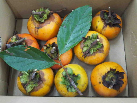 90434A1E-B09B-4774-93E1-C88944038353