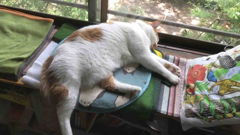 75A4D0C8-6B4A-4BC2-8BC4-93F1CE6ACB5C