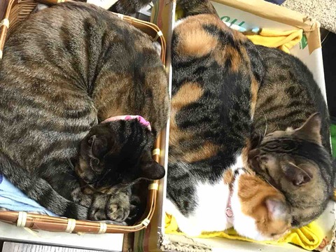 BB444386-1FD6-49E7-A315-66EBC83D8A5E