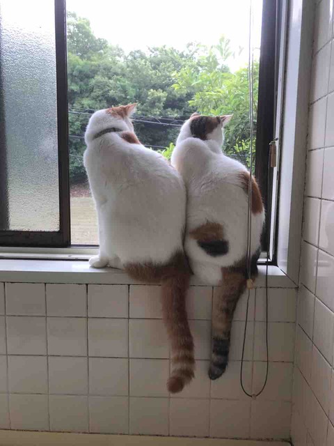 00E5BF53-F82D-438B-975E-CDC0637C9302