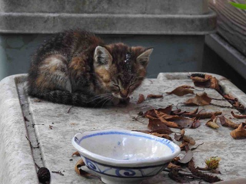 4E2970F0-8C72-4247-98B2-CB8A2F1510F1