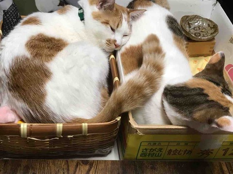 893FA0BA-D3E4-4F11-AE6F-BEFAA6C69EDD