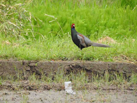 DB6E7164-C098-489D-882E-BE85C0933913