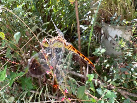 50214BA8-8771-4258-84BD-03E9962301AD