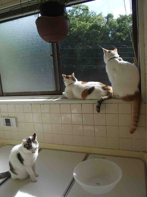 DD07BDEF-9D96-4915-85F6-3AED796995A0