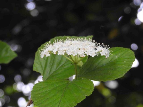 62DE8A95-3C6B-4890-B39E-C0C5CD024855