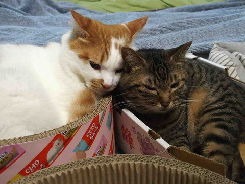 CE2C09AB-7D77-478C-BC6D-70AEE932777F