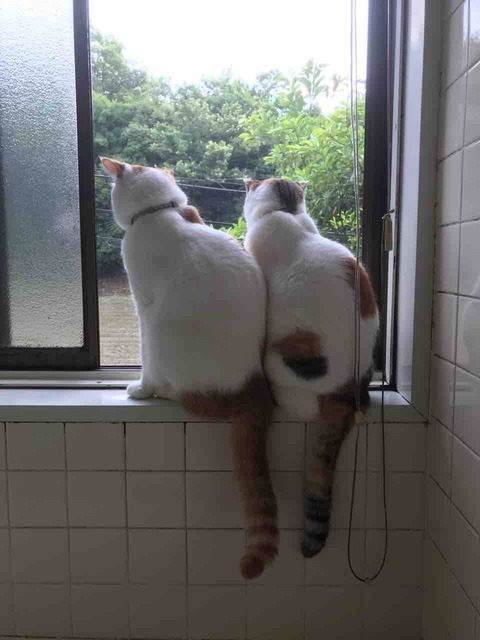 CAB36192-6900-4066-BA72-CACAFA5C9C10