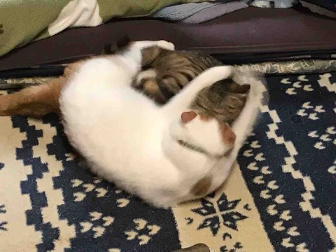 EA618B1F-E51D-409F-8C77-4A2773E19A01