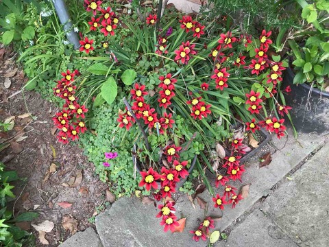 C8E6DDEA-7311-4051-93F0-A7CDC5BE5A56