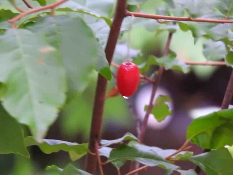 EB8EBD3E-BB10-4B31-811E-DCBA2BF5E8E1