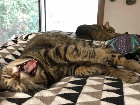 D1C1EAD0-68D1-49AC-AD48-20AA633CFE05