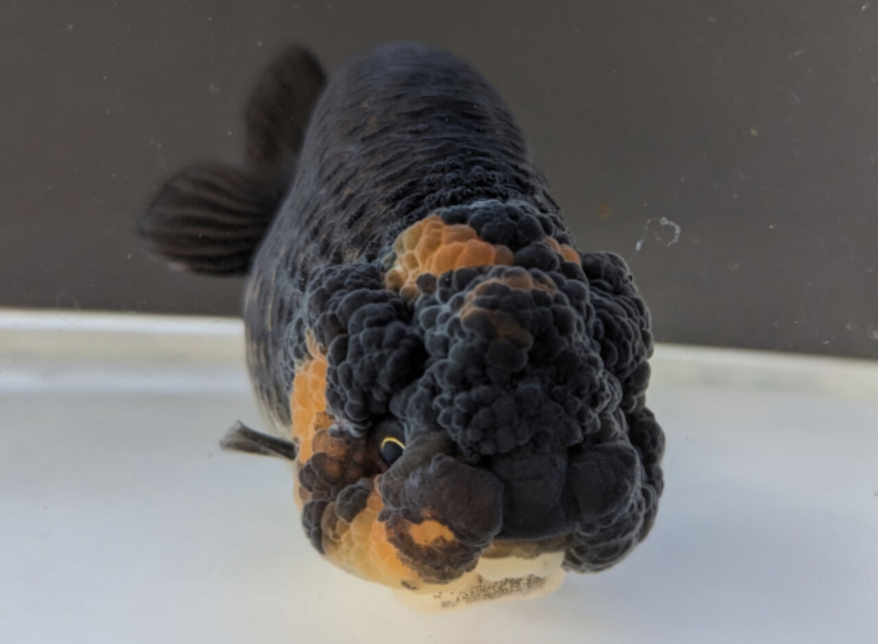 ★らん弐ちゃんファーム★│868│　バッファロー江戸錦　当歳魚　約8.5cm Yahoo!オークション -「らん弐ちゃん」(ペット、生き物) の落札相場