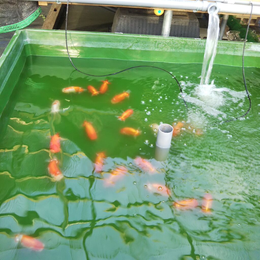 水換え 引っ越し カエル メダカ 満月 らん弐ちゃんファーム