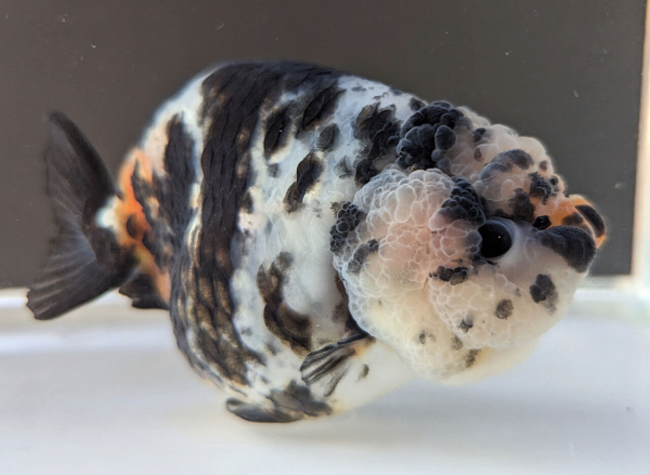 ★らん弐ちゃんファーム★│868│　バッファロー江戸錦　当歳魚　約8.5cm Yahoo!オークション -「らん弐ちゃん」(ペット、生き物) の落札相場