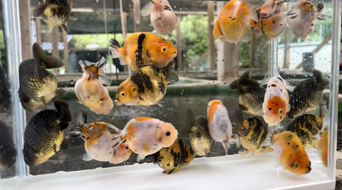 ★らん弐ちゃんファーム★│868│　バッファロー江戸錦　当歳魚　約8.5cm Yahoo!オークション -「らん弐ちゃん」(ペット、生き物) の落札相場