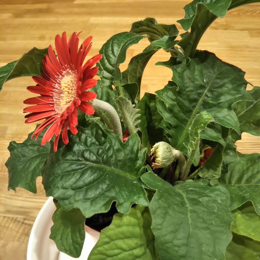 ガーベラの悲劇 6 4 6 19 らん弐ちゃんファーム