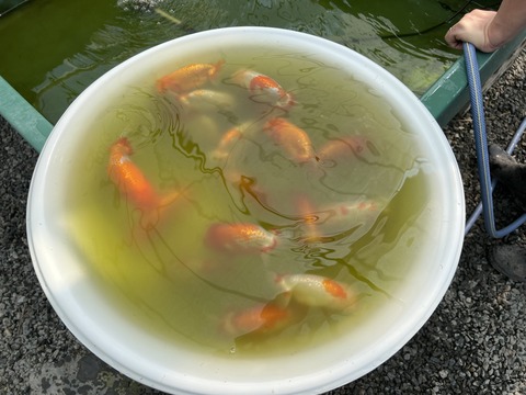 らんちゅうの水換え らん弐ちゃんファーム