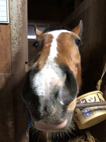 合格おめでとうございます 帯広畜産大学馬術部