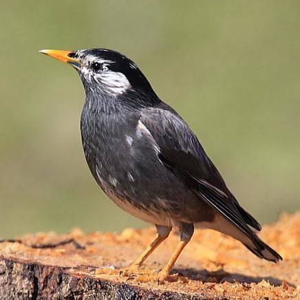 シリーズ木に迫る4 鳥害 獣害 植物害 ざつあじ シリーズ木に迫る4 鳥害 獣害 植物害 ざつあじ