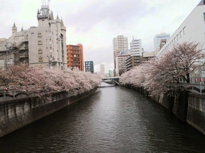 sakura