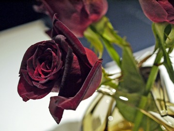 薔薇