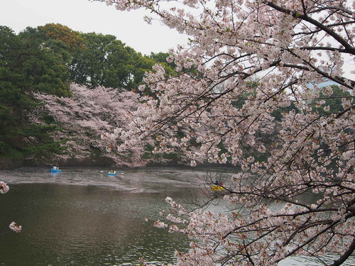 桜