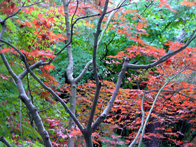 紅葉