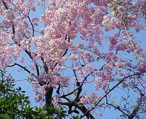 桜