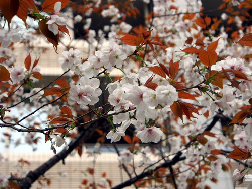 桜